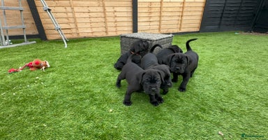 Cane Corso dogs - Advert 10