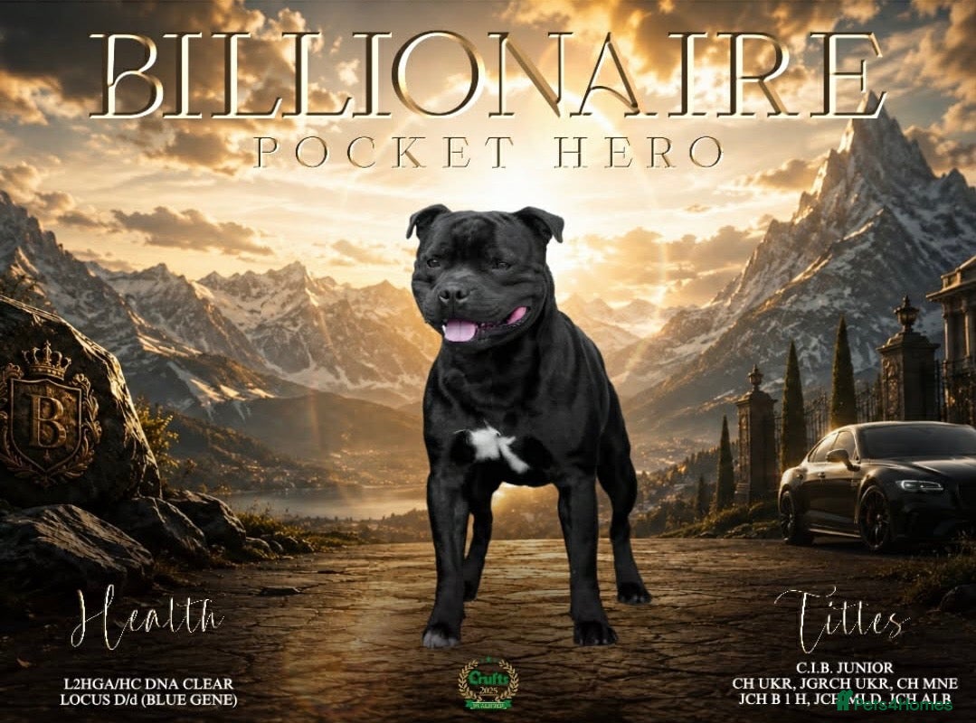 Staffordshire Bull Terrier dogs Billionaire Bill Staffordshire bull terrier stud  - Advert 1