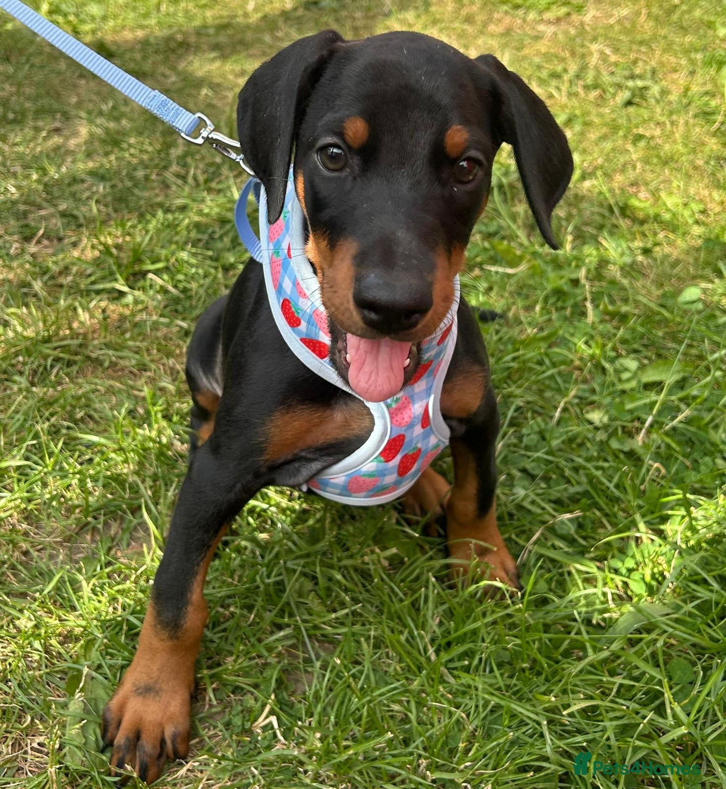 Dobermann dogs Ready now Kc Health tested Black & Tan girls  - Advert 6