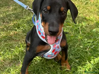 Dobermann dogs Ready now Kc Health tested Black & Tan girls - Advert 6