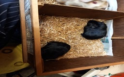 Guinea Pig rodents for sale: Baby guinea pigs  - Image 5