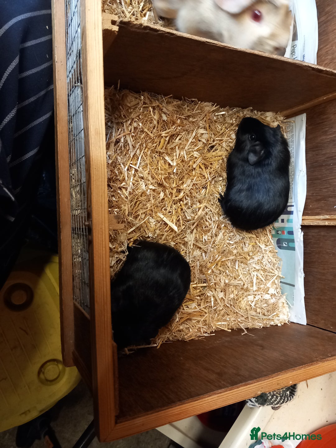 Guinea Pig rodents for sale: Baby guinea pigs  - Image 5