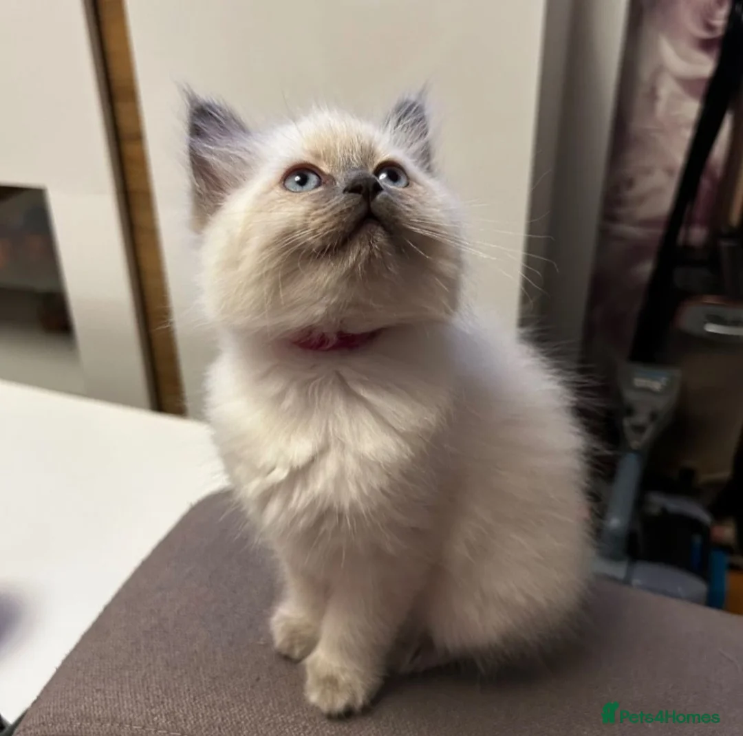 Ragdoll cats for sale: Kittens - Advert 1