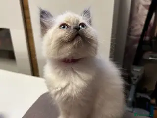 Ragdoll cats Kittens - Advert 5