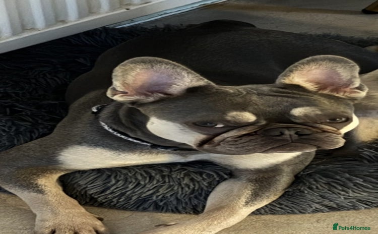 French Bulldog dogs - Advert 6
