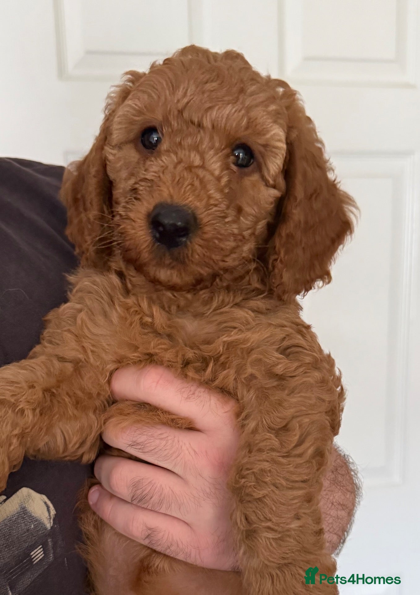 Labradoodle dogs READY TO LEAVE MONDAY F1BB Labradoodle Puppies - Advert 1