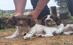 English Springer Spaniel dogs for sale: 1 male English liver/white springer puppy in Shepton Mallet - Image 3