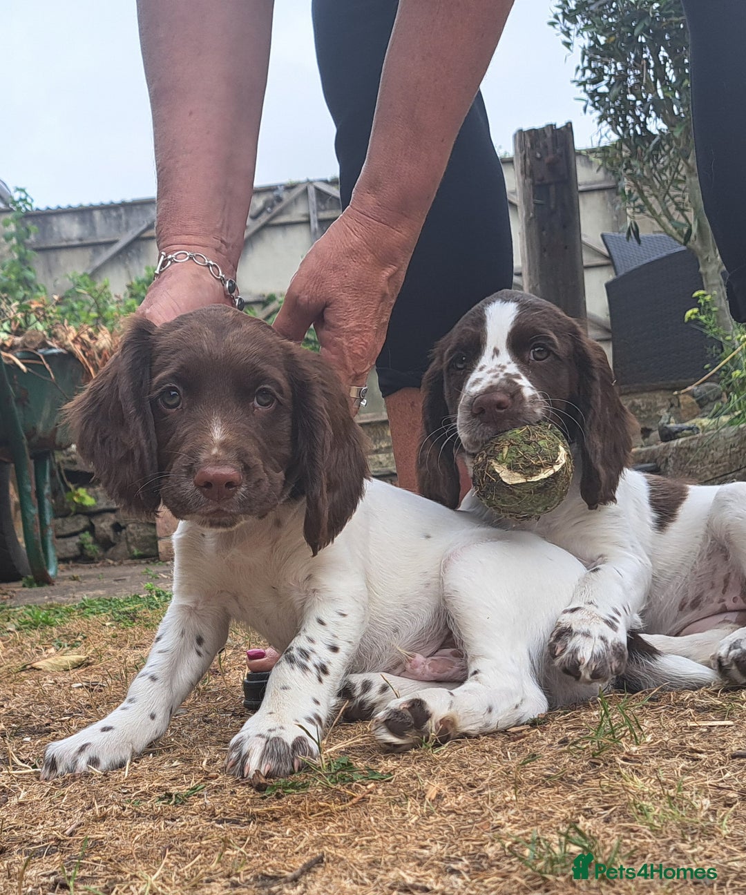 English Springer Spaniel dogs for sale: 1 male English liver/white springer puppy in Shepton Mallet - Image 3