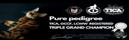 Bengal cats for sale: ⭐️TICA Triple Grand Champion⭐️ - Advert 1