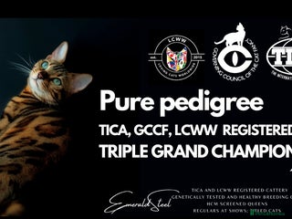 Bengal cats ⭐️TICA Triple Grand Champion⭐️ - Advert 1