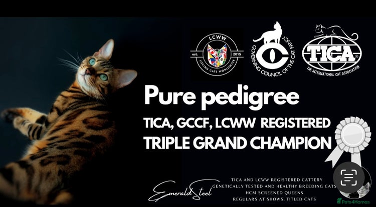 Bengal cats - Advert 3