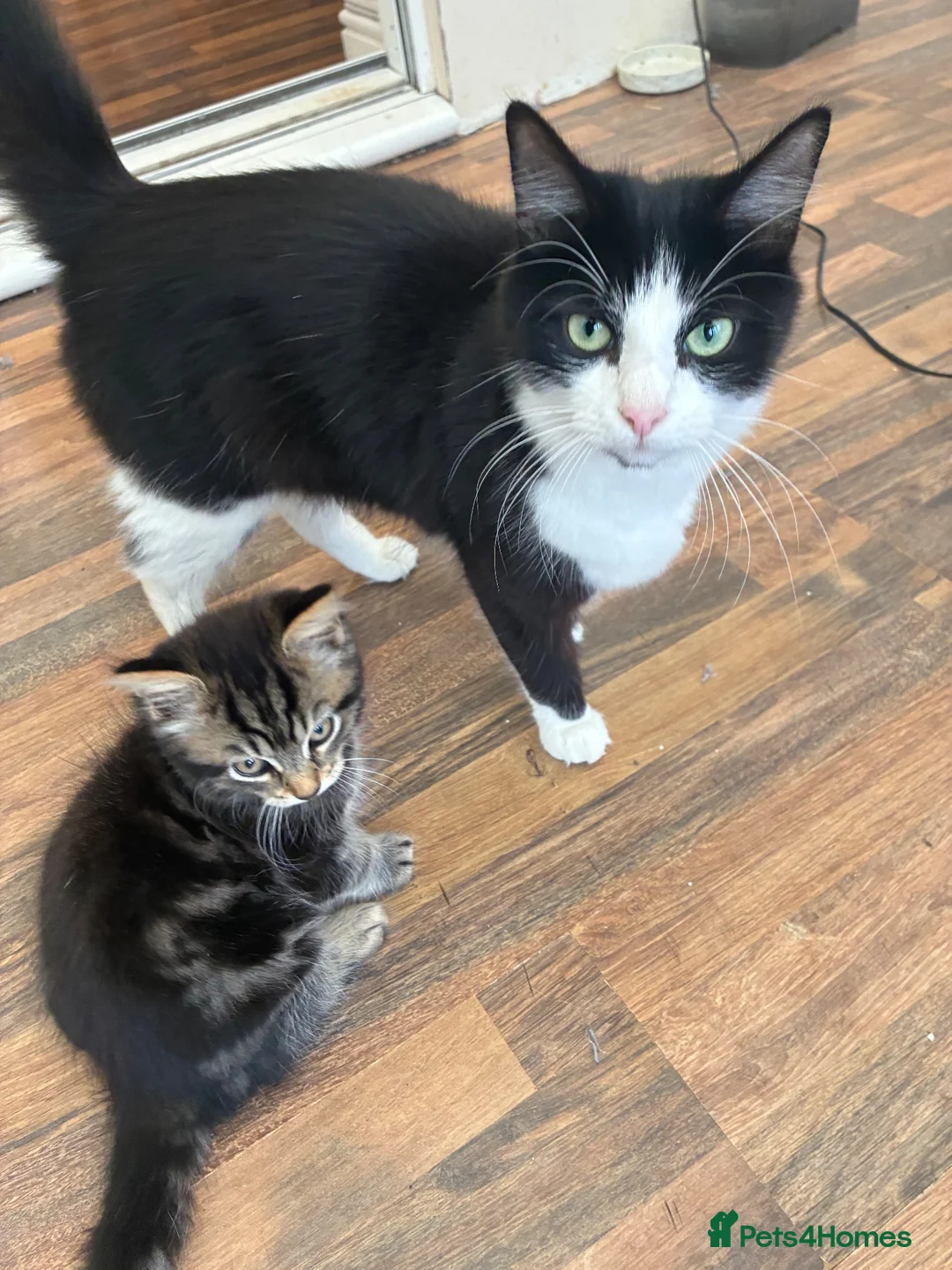 Mixed Breed cats for sale: Jeff - 1 x male kitten - Advert 2