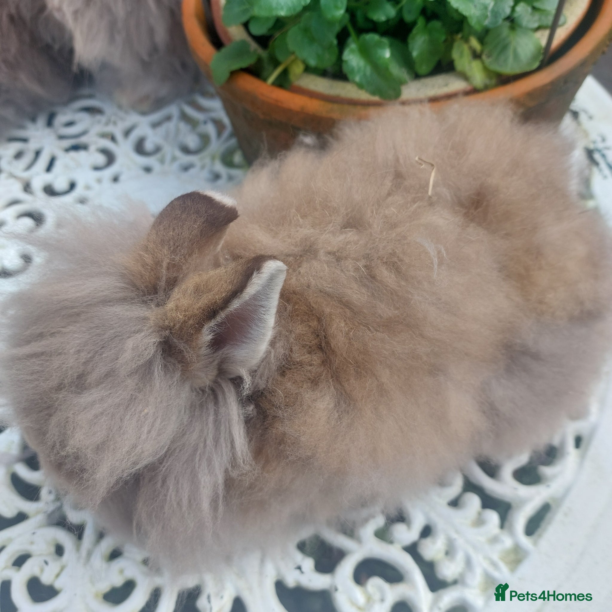 Lionhead rabbits STUNNING DOUBLE/ TEDDY LION HEAD BABY - Advert 2