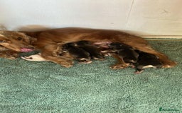 Cocker Spaniel dogs for sale: ADORABLE COCKER SPANIEL PUPPIES - Image 6