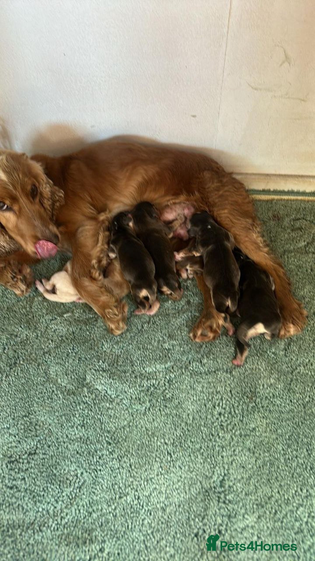 Cocker Spaniel dogs for sale: ADORABLE COCKER SPANIEL PUPPIES - Image 6