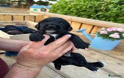 Mixed Breed dogs for sale: Gorgeous litter of 8 x F1 Sprocker Spaniels - Image 35