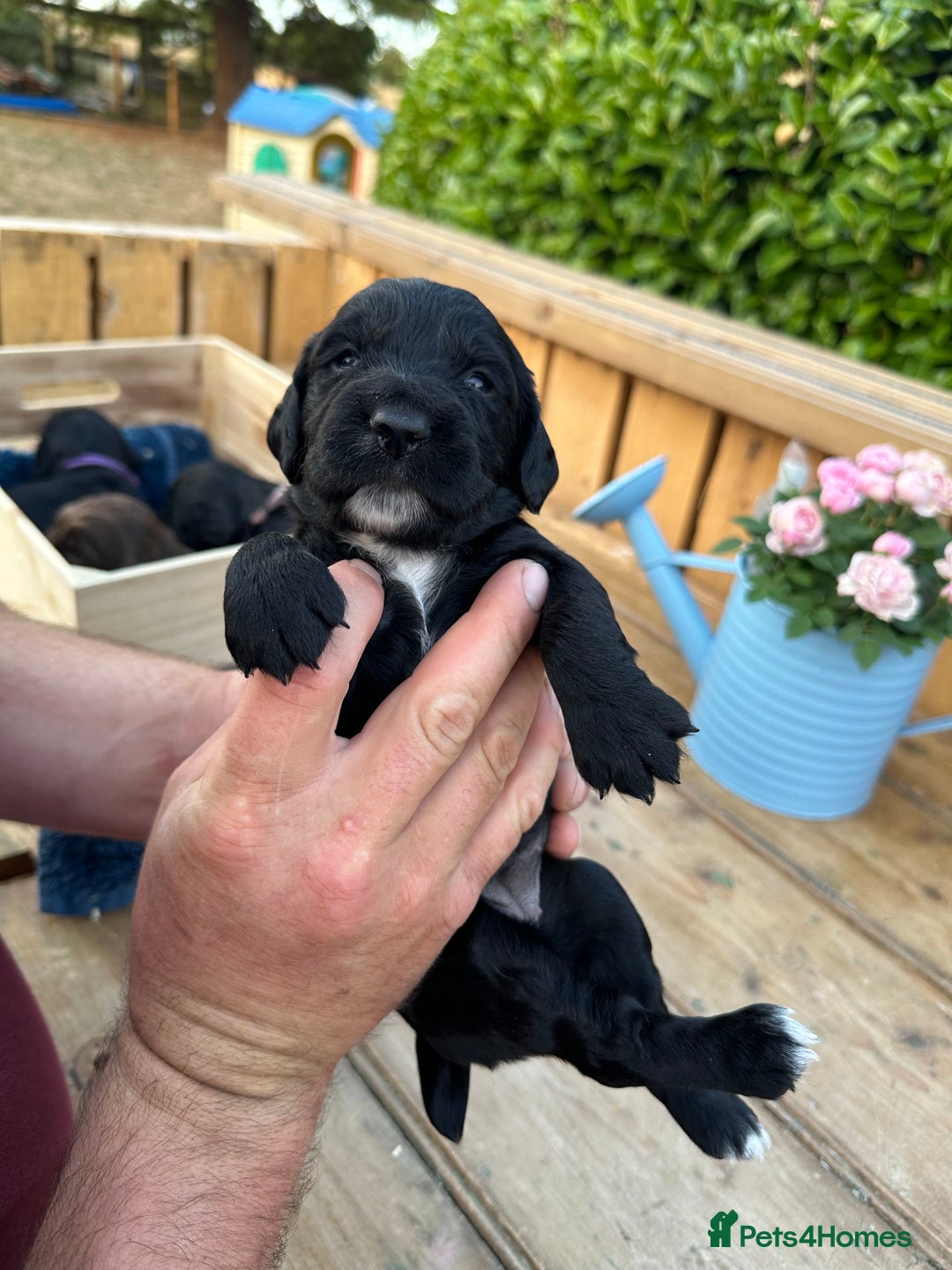 Mixed Breed dogs for sale: Gorgeous litter of 8 x F1 Sprocker Spaniels - Image 35