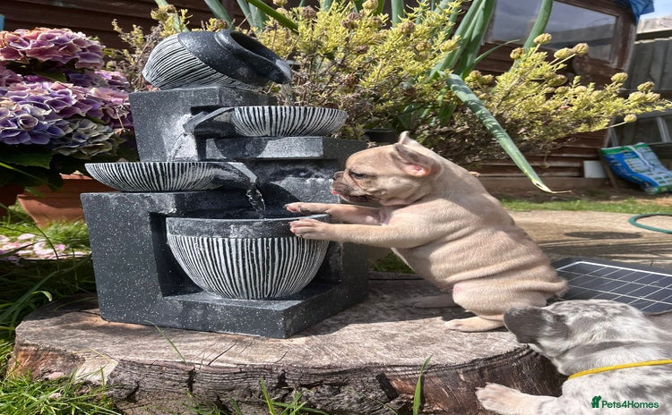 French Bulldog dogs - Advert 12