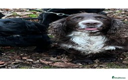 Cocker Spaniel dogs for sale: Working Cocker Spaniel Pups - Image 10