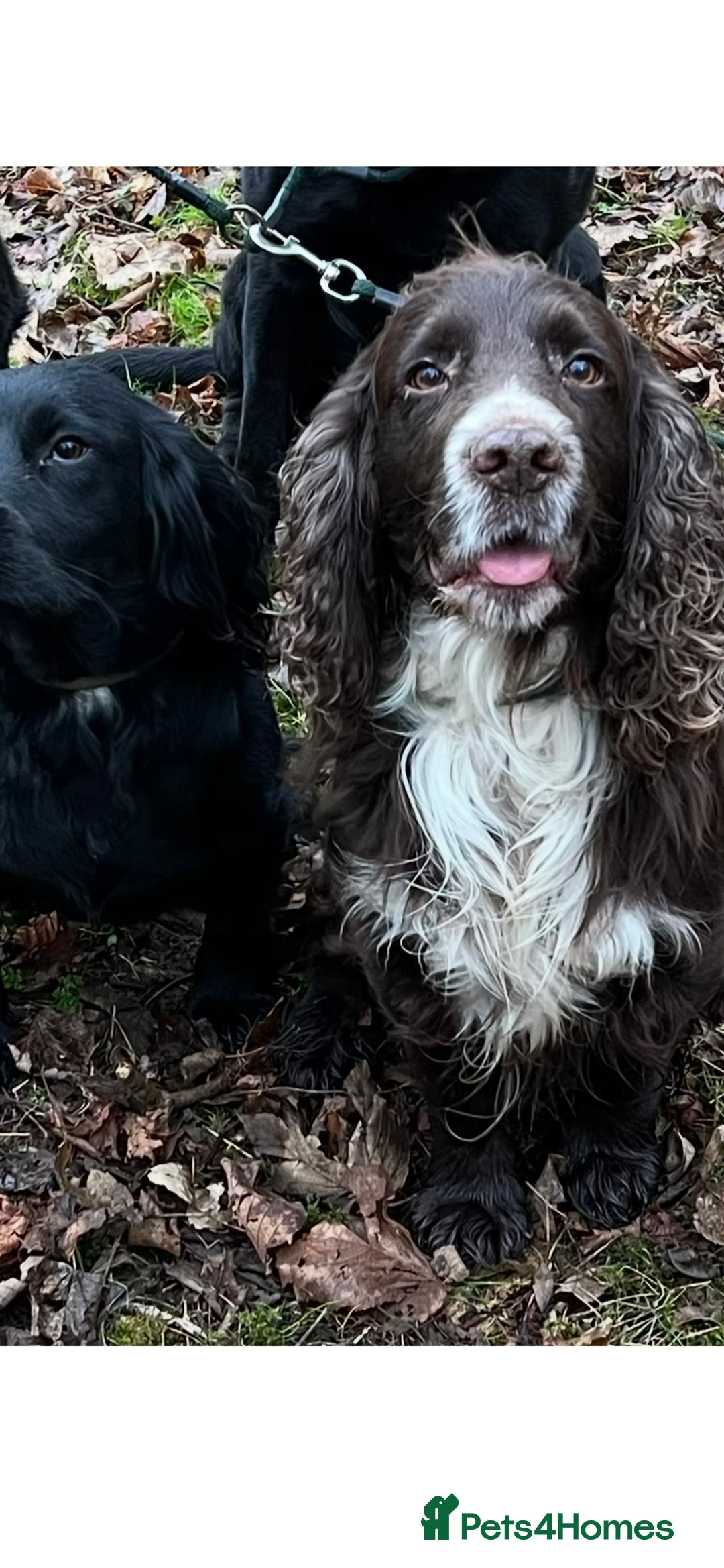 Cocker Spaniel dogs for sale: Working Cocker Spaniel Pups - Image 10