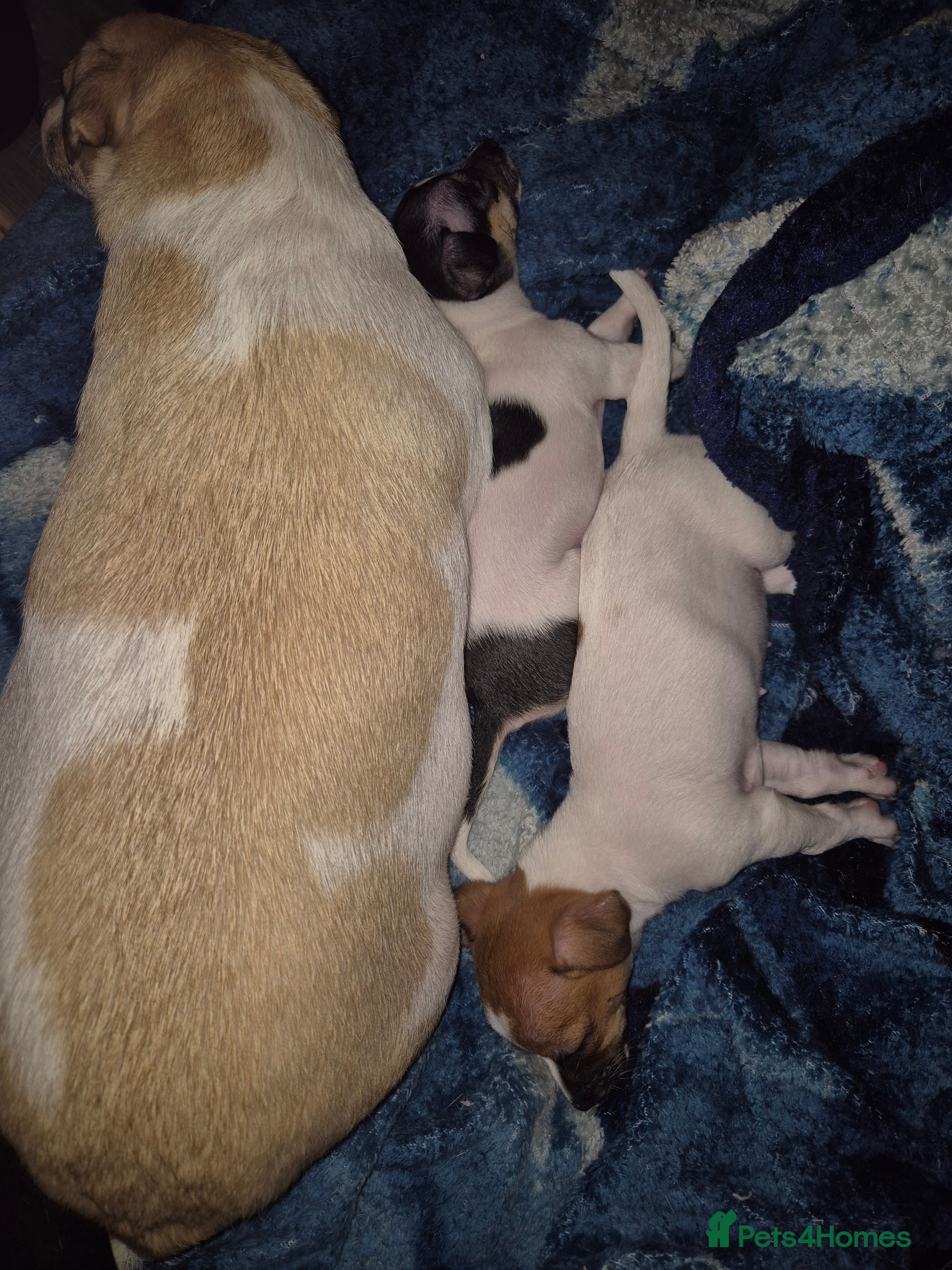 Mixed Breed dogs Jack Russell x Mini Pinscher - Advert 9