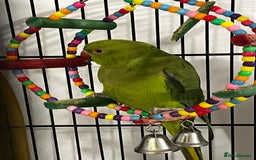 Budgerigars birds for sale: INDIAN RINGNECK - Image 6