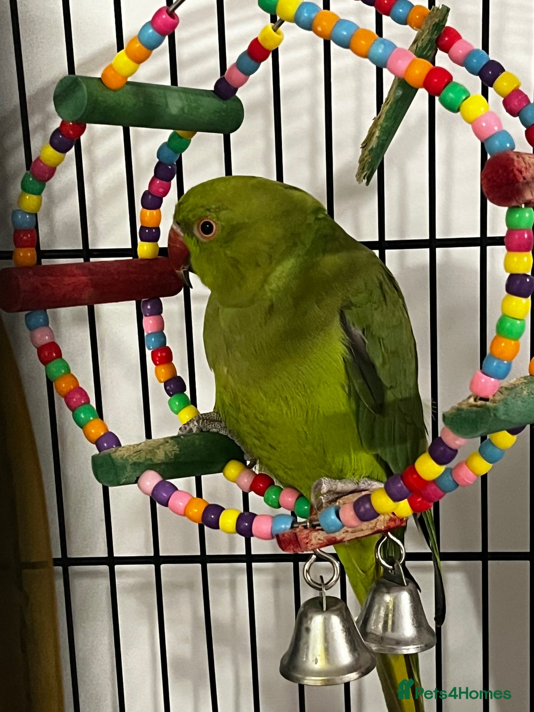 Budgerigars birds for sale: INDIAN RINGNECK - Image 6