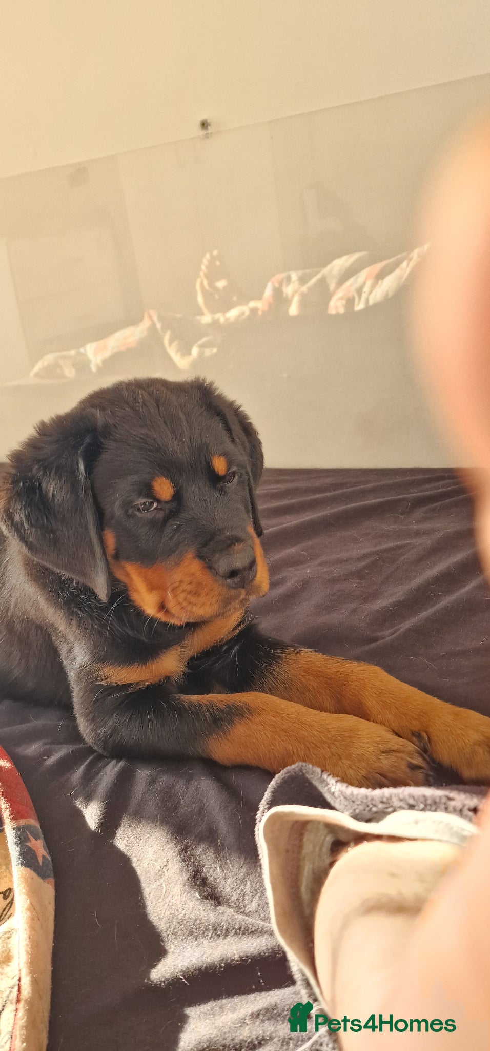 Rottweiler dogs Rottweiler puppy open for reasonable offers - Advert 2