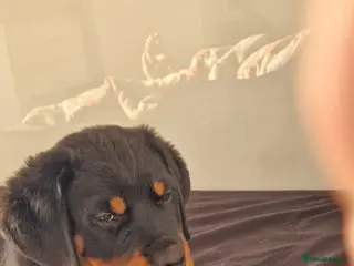 Rottweiler dogs Rottweiler puppy open for reasonable offers - Advert 2