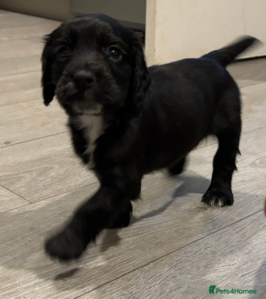 Cocker Spaniel dogs for sale: Working Cocker Spaniel Pups - Advert 2