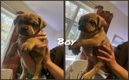 Mixed Breed dogs for sale: Chunky Rottweiler x alpha blue bulldog puppies  - Advert 5