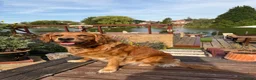 Golden Retriever dogs for sale: Family raised, fox red golden retriever puppies. - Advert 4