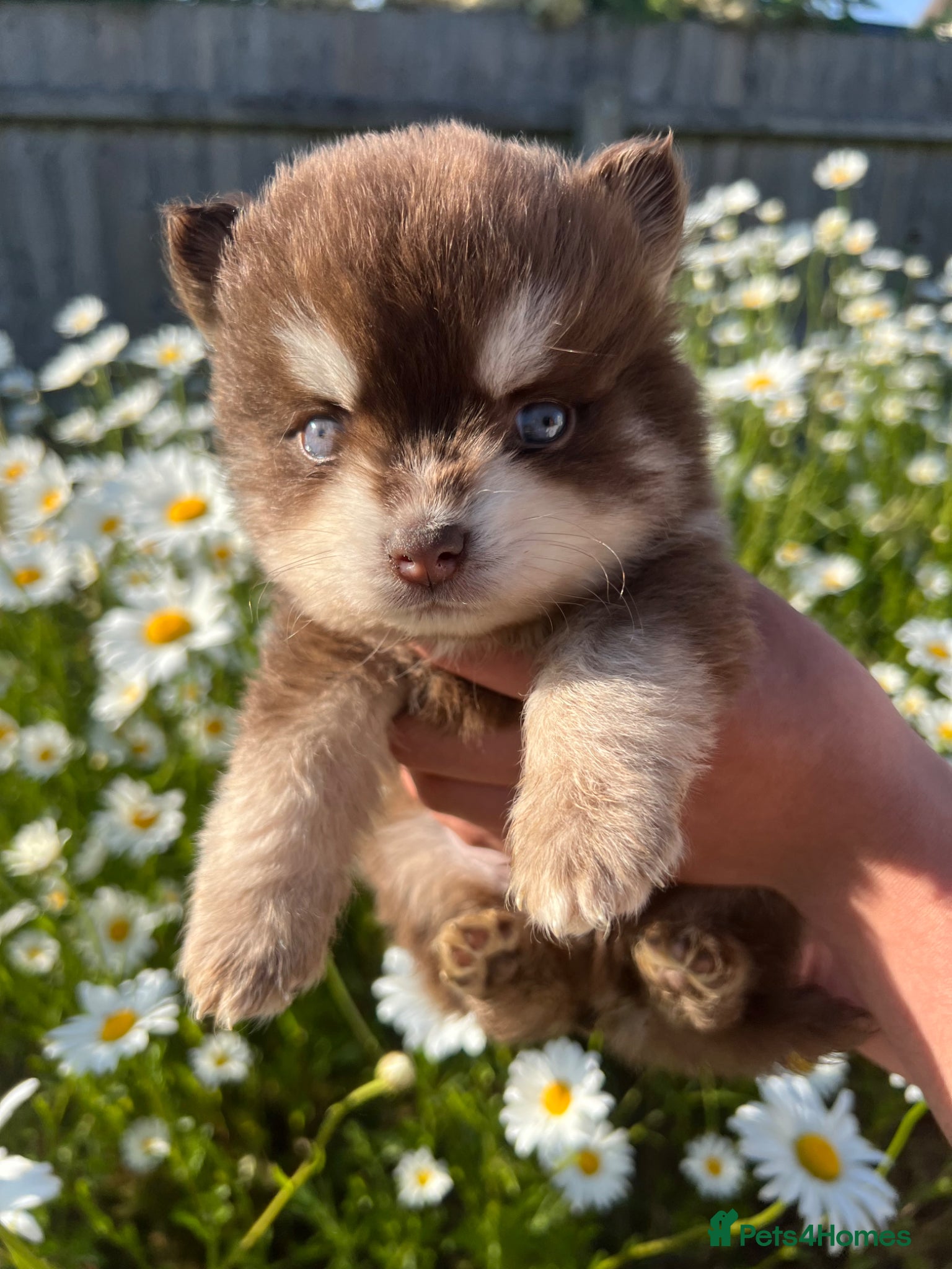 Pomsky dogs Pomsky puppies  - Advert 3