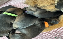 Border Terrier dogs for sale: Border Terrier Puppies (ready 22 Oct 2025) - Image 10