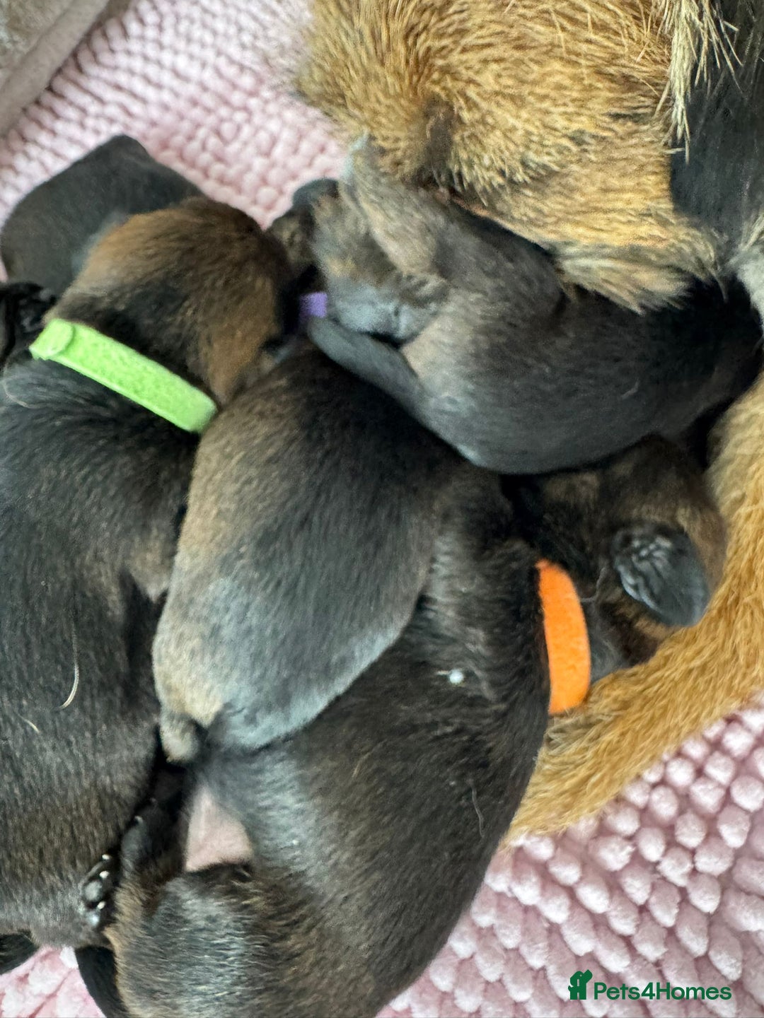 Border Terrier dogs for sale: Border Terrier Puppies (ready 22 Oct 2025) - Image 10
