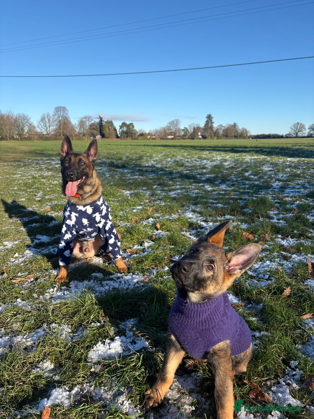 German Shepherd dogs for sale: Working GSD Puppy - Advert 2