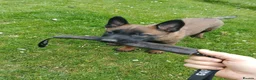 Belgian Shepherd Dog dogs for sale: Belgian Malinois knpv x ring sport fci ikc reg in Omagh - Advert 17