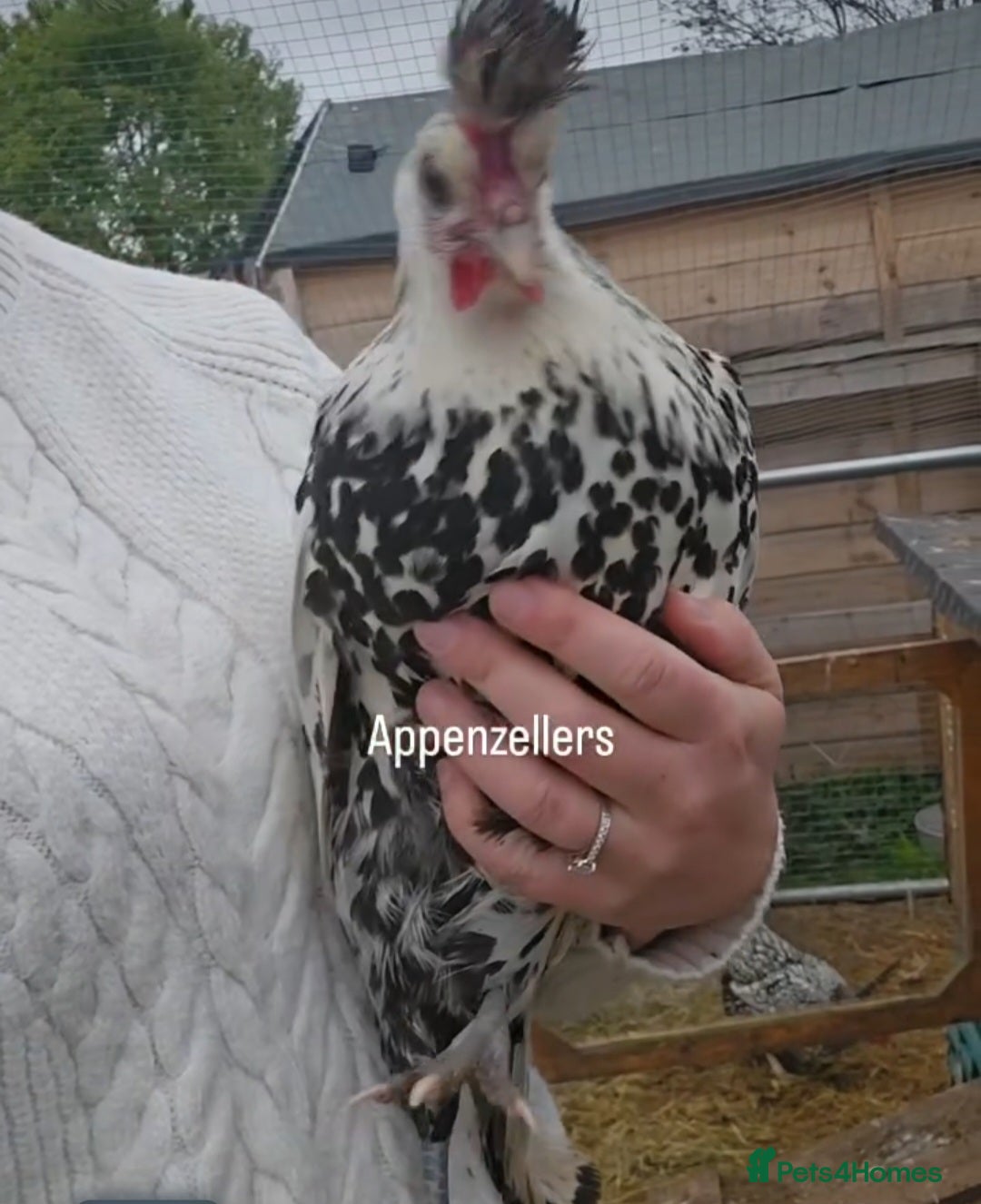 Chickens poultry for sale: Selection of Hens for sale  - Image 3
