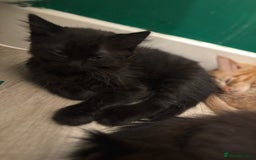 Mixed Breed cats for sale: Kittens ready for loving home  - Image 4