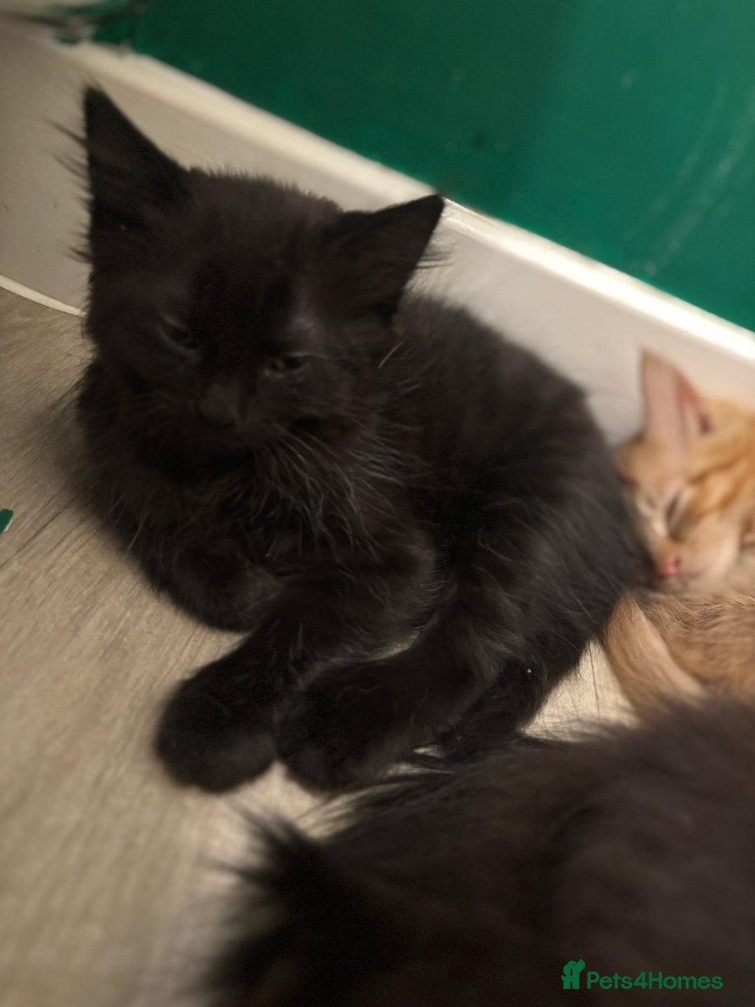 Mixed Breed cats for sale: Kittens ready for loving home  - Image 4