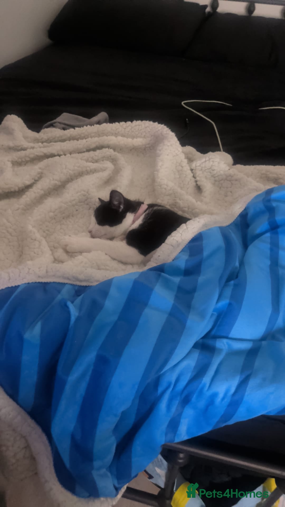 British Shorthair cats for sale: Jake & jess - Advert 2