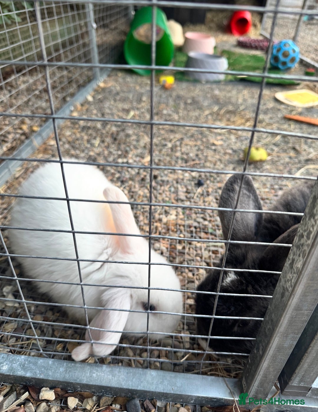 Mini Lop rabbits for sale: Bonded pair of female rabbits - Image 5