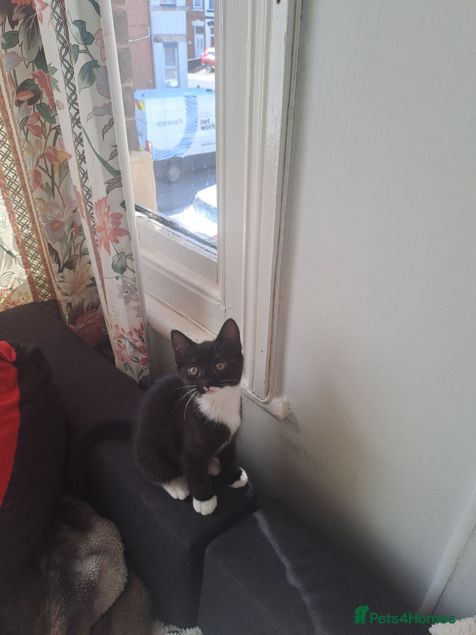 Mixed Breed cats Gorgeous kittens for sale - Advert 2