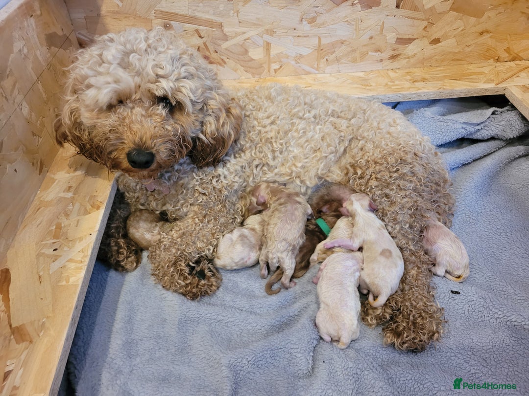 Mixed Breed dogs for sale: Gorgeous Cavapoochon Puppies - Image 1