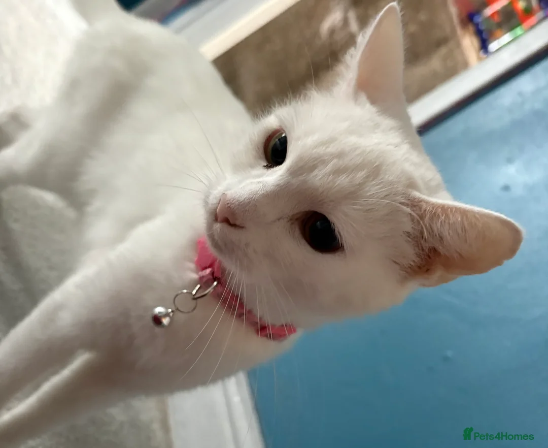 Mixed Breed cats for sale: Pure white female 3 years old FREE - Advert 2