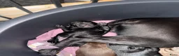 Labrador Retriever dogs for sale: Labrador puppies for sale  in Widnes - Advert 10