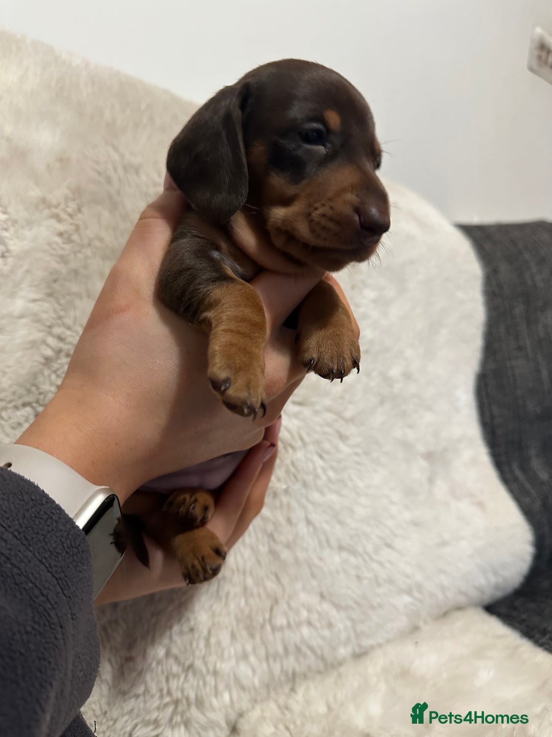 Miniature Dachshund dogs for sale: Miniature daschund puppies - Advert 8