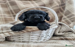 Cocker Spaniel dogs for sale: KC Registered Working Cocker Spaniel Pups - Image 5