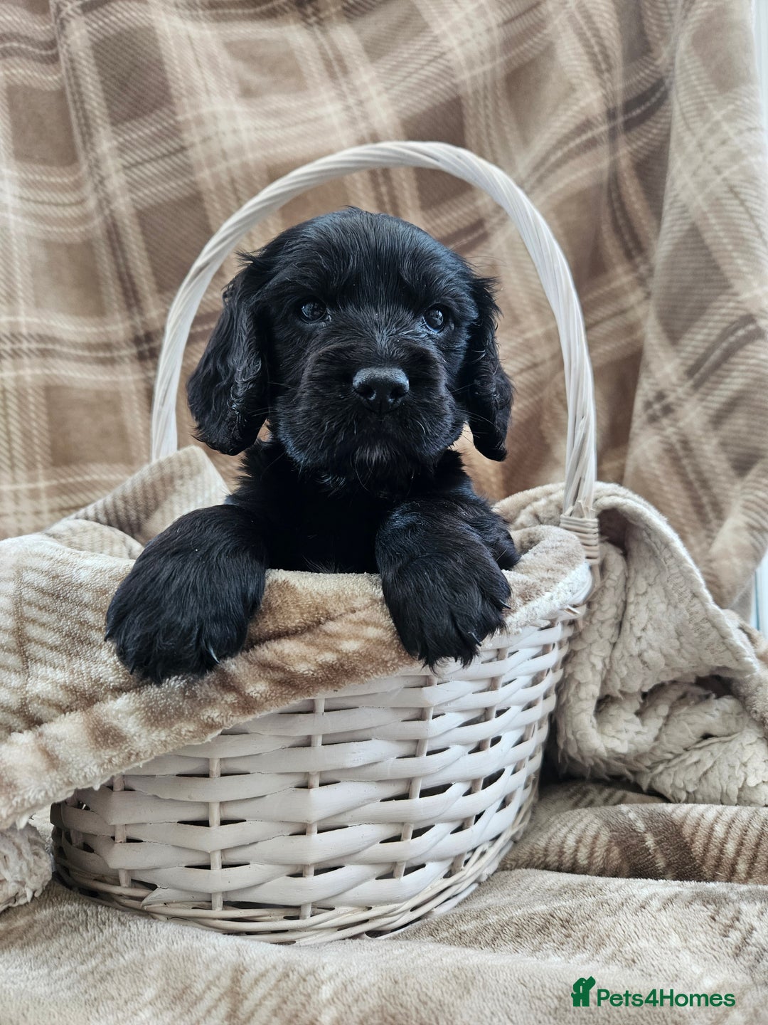 Cocker Spaniel dogs for sale: KC Registered Working Cocker Spaniel Pups - Image 5