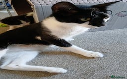 Mixed Breed cats for sale: 1 girl 1 boy kitten 8 weeks - Image 5